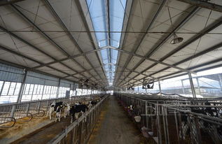 轻钢网架结构厂房—新西兰牛棚